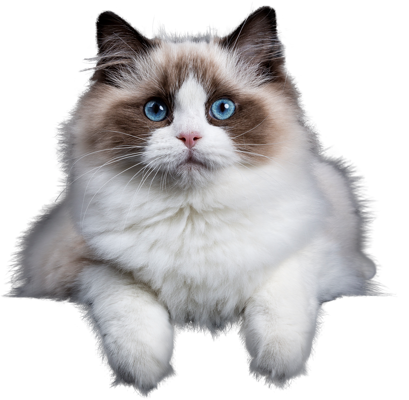 Ragdoll Cat Looking at the Camera on Transparant background