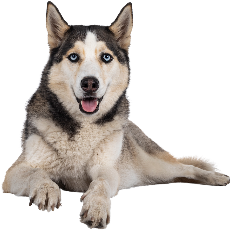 Siberian Husky on Transparent Background