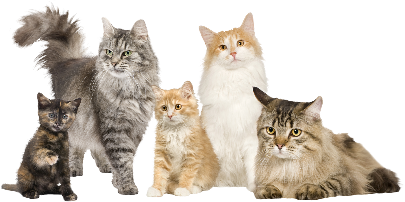 Group of 5 Cats in a Row : Norwegian, Siberian and Persian Cat